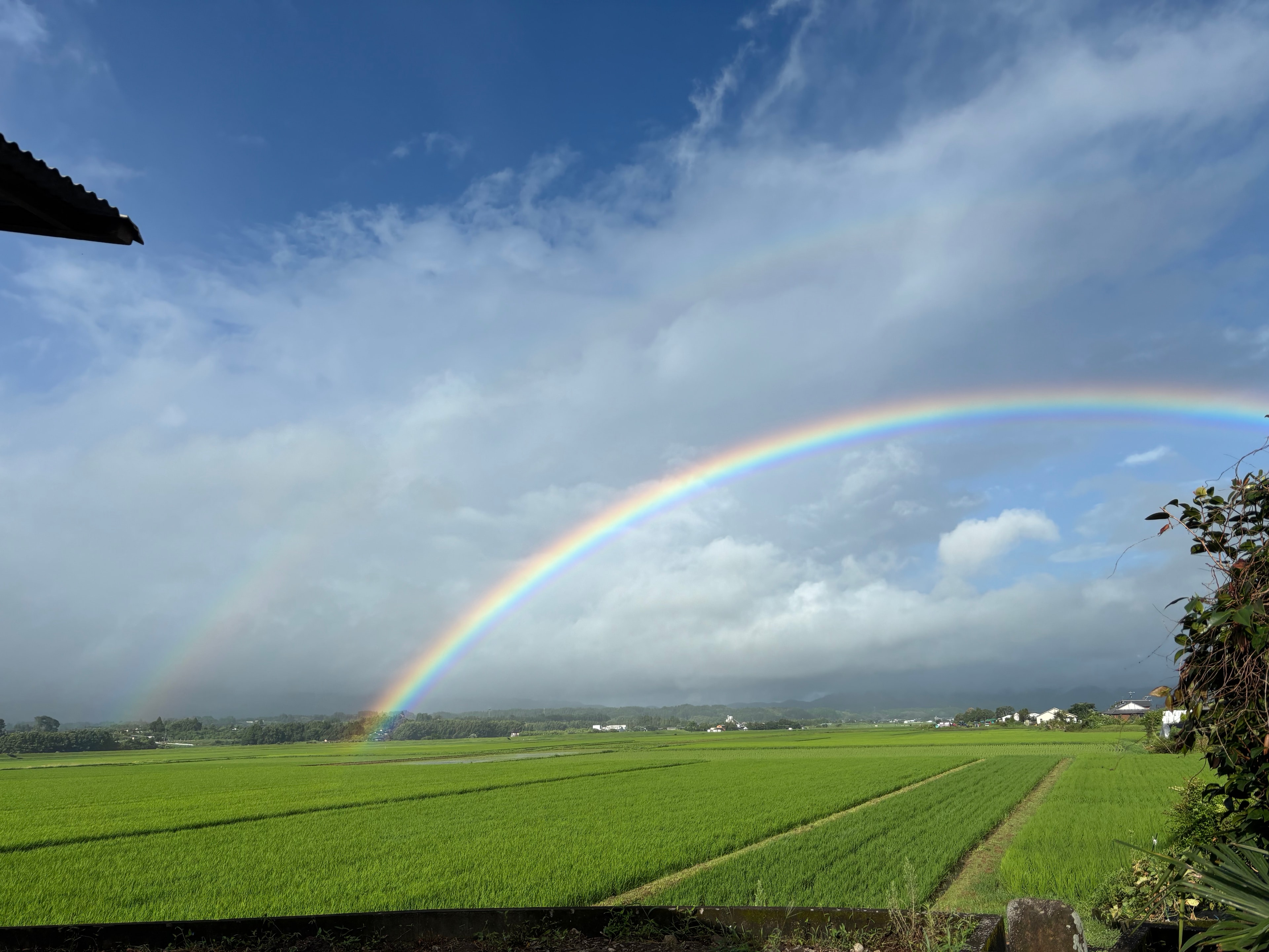 A rainbow above green rice fields in the Miyazaki countryside